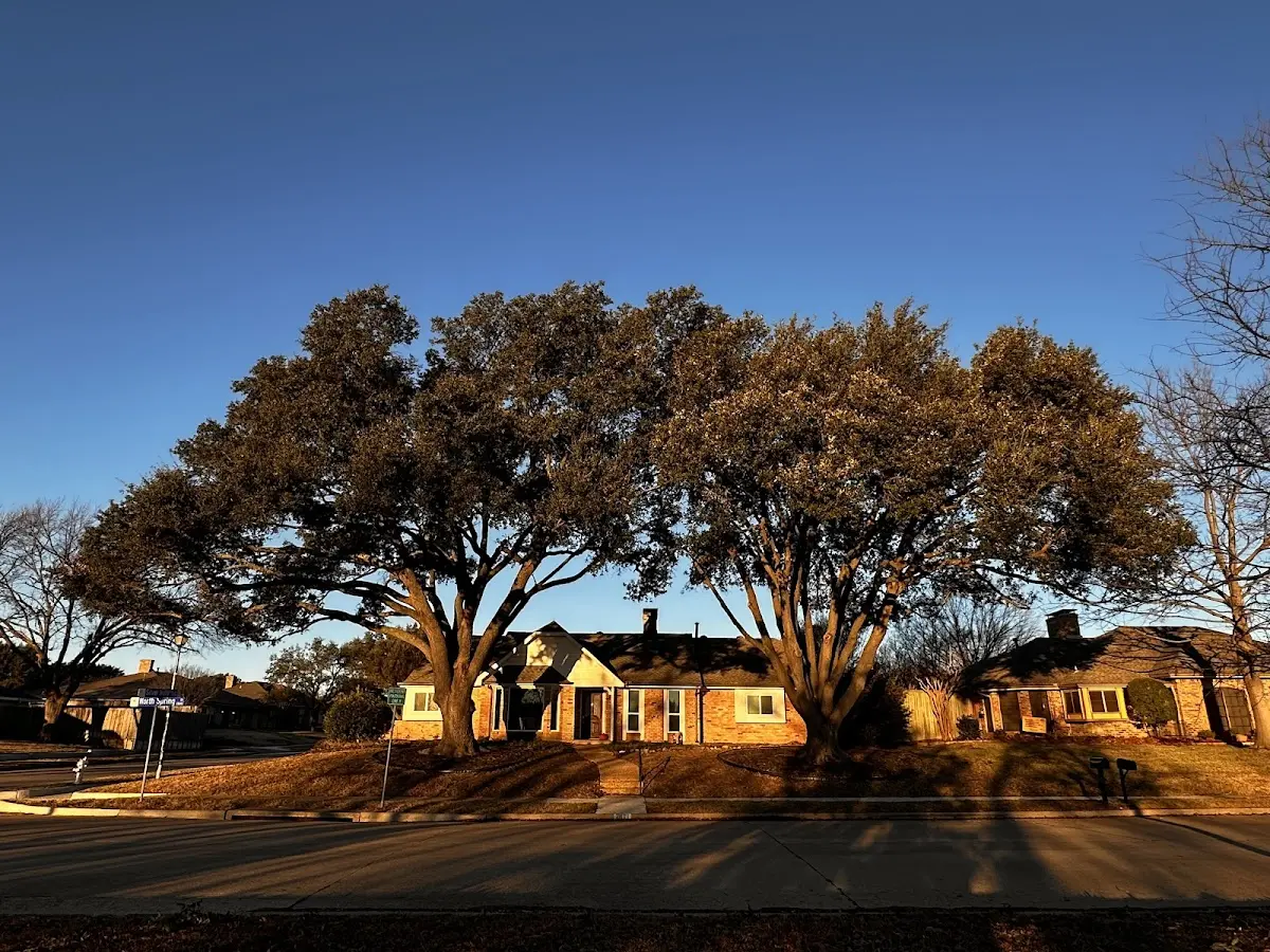 Established residential canopy tree shading a home in Lakeside